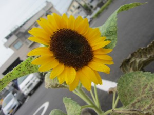 IMG_3394