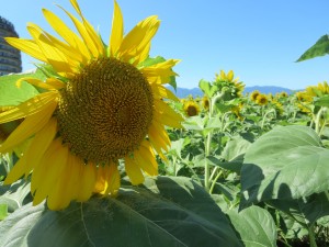 IMG_3256
